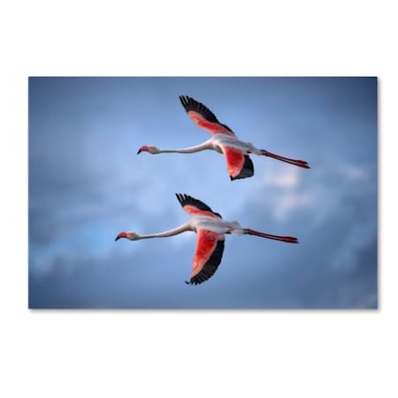 Xavier Ortega 'Greater Flamingos' Canvas Art,12x19